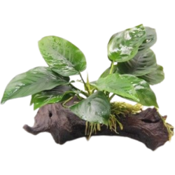 Dennerle Plants Anubias barteri auf Wurzel mit Saugnapf - 1 Stk