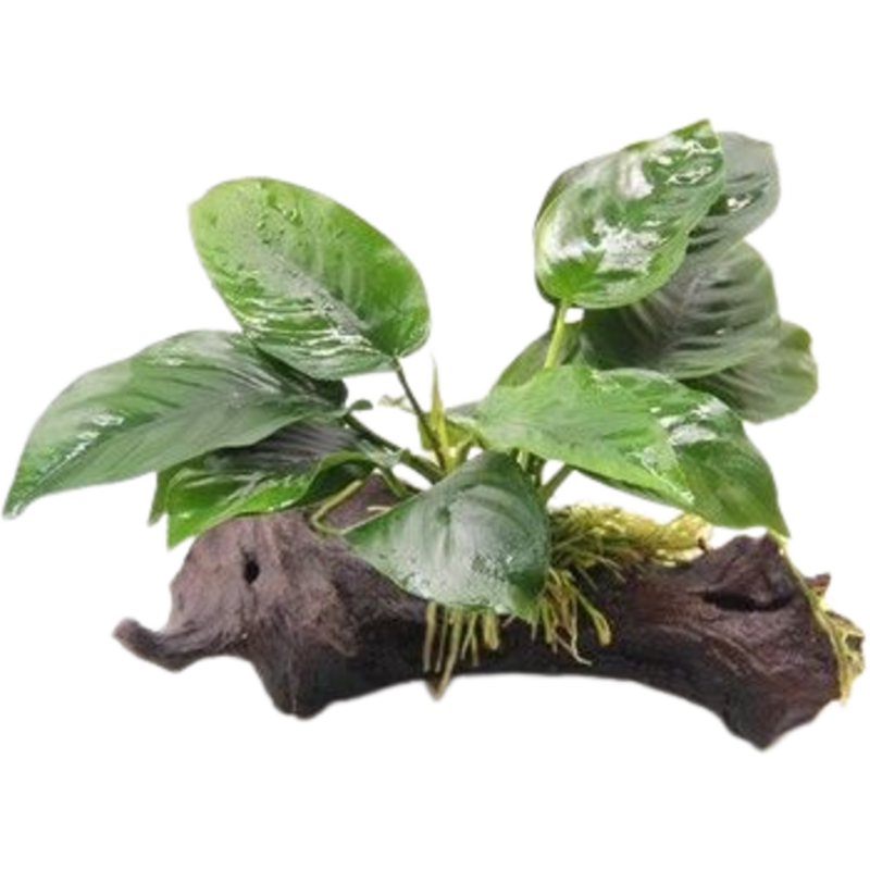 Dennerle Plants Anubias barteri auf Wurzel mit Saugnapf - 1 Stk