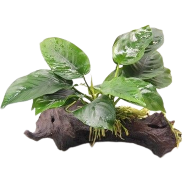 Dennerle Plants Anubias barteri auf Wurzel mit Saugnapf - 1 Stk