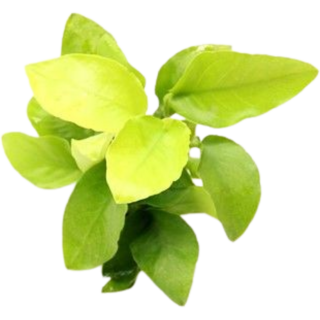 Dennerle Plants Anubias nana Gold - 1 Stk