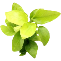 Dennerle Plants Anubias nana Gold - 1 Stk