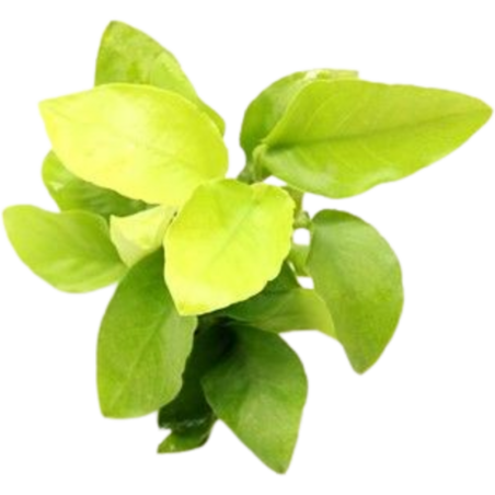 Dennerle Plants Anubias nana Gold - 1 Stk