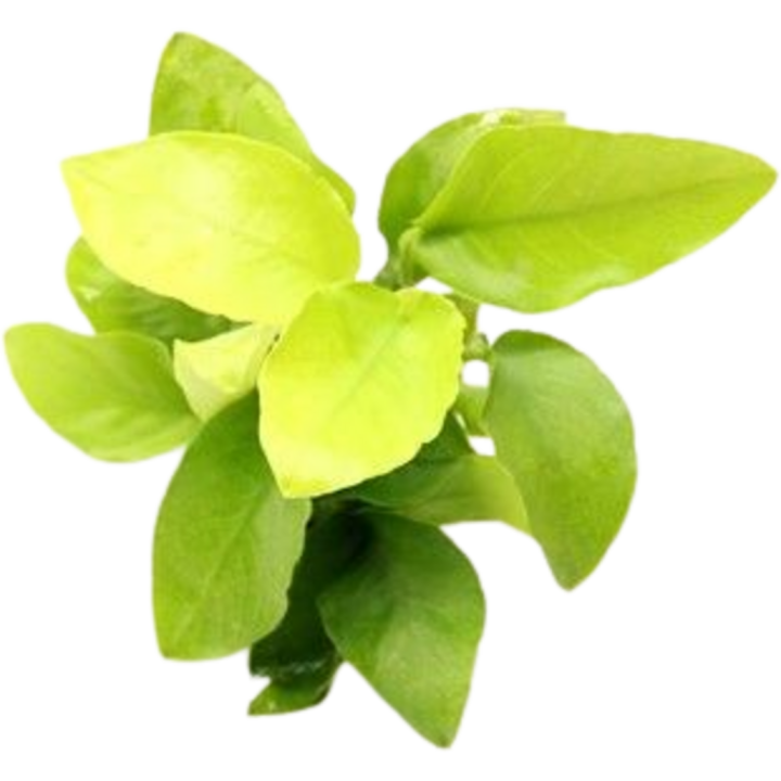 Dennerle Plants Anubias nana Gold - 1 Stk