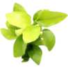 Dennerle Plants Anubias nana Gold - 1 Stk