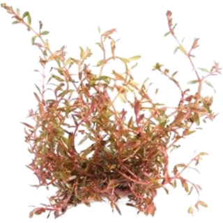 Dennerle Plants Rotala rotundifolia sp.H'Ra - 1 Stk