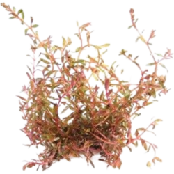 Dennerle Plants Rotala rotundifolia sp.H'Ra - 1 Stk