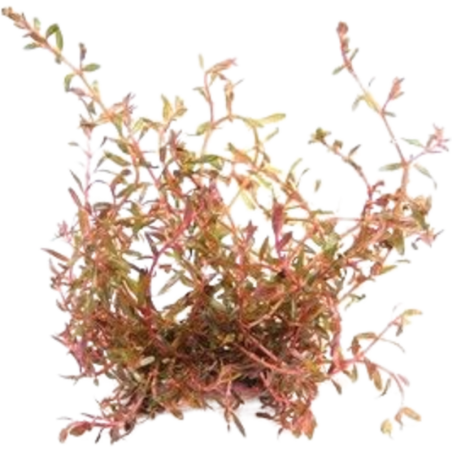 Dennerle Plants Rotala rotundifolia sp.H'Ra - 1 Stk