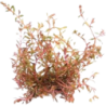 Dennerle Plants Rotala rotundifolia sp.H'Ra - 1 Stk