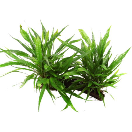 Tropica Microsorum pteropus auf Wurzel XL - 1 Stk