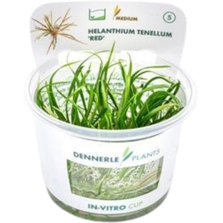 Dennerle Plants Helanthium tenellum 'Red' CUP - 1 Stk