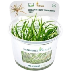 Dennerle Plants Helanthium tenellum 'Red' CUP - 1 Stk
