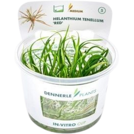Dennerle Plants Helanthium tenellum 'Red' CUP - 1 Stk