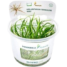 Dennerle Plants Helanthium tenellum 'Red' CUP - 1 Stk