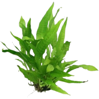 Dennerle Plants Microsorum pteropus - 1 Stk