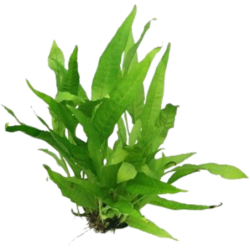 Dennerle Plants Microsorum pteropus - 1 Stk