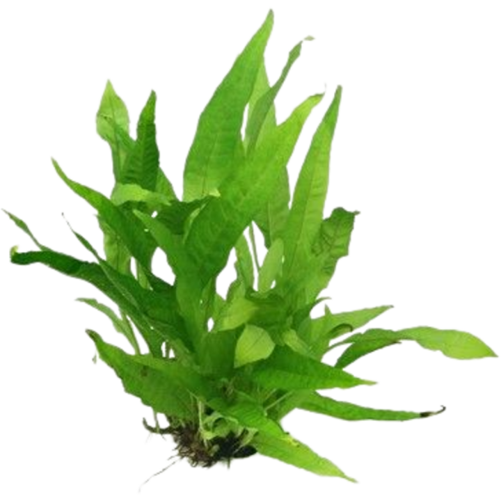 Dennerle Plants Microsorum pteropus - 1 Stk