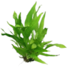 Dennerle Plants Microsorum pteropus - 1 Stk