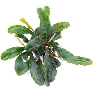 Dennerle Plants Bucephalandra pygmaea - Bukit Kelam  - 1 Stk