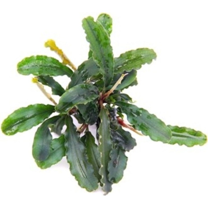 Dennerle Plants Bucephalandra pygmaea - Bukit Kelam  - 1 Stk