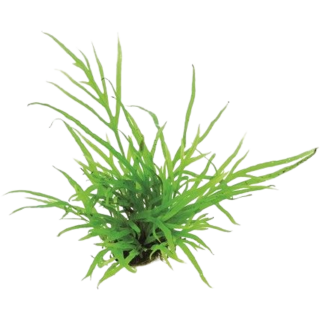 Dennerle Plants Microsorum pteropus Trident - 1 Stk