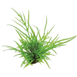 Dennerle Plants Microsorum pteropus Trident - 1 Stk