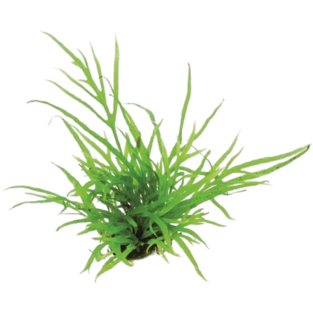 Dennerle Plants Microsorum pteropus Trident - 1 Stk
