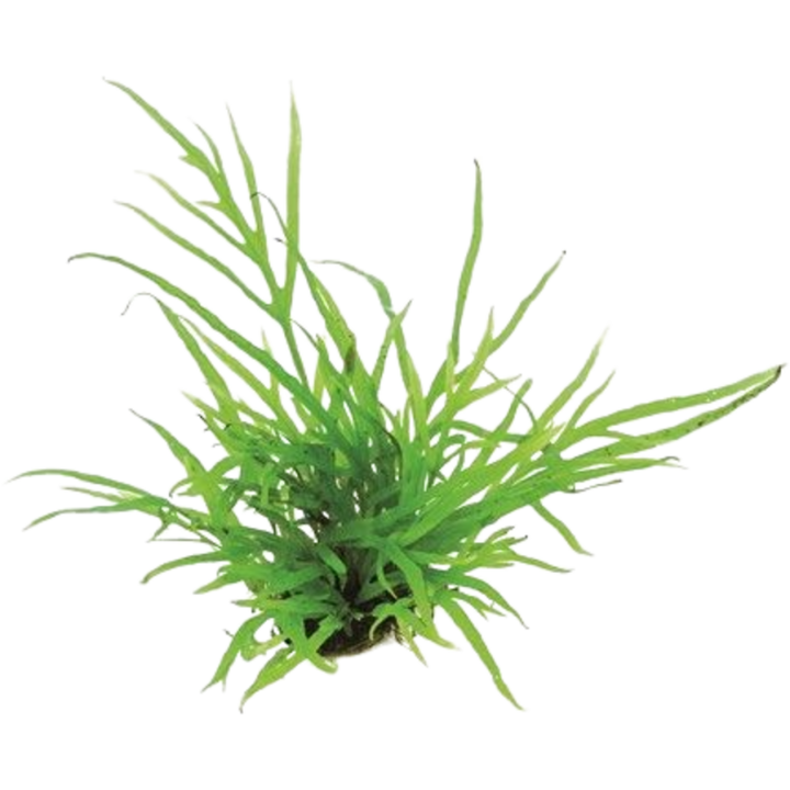 Dennerle Plants Microsorum pteropus Trident - 1 Stk