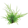 Dennerle Plants Microsorum pteropus Trident - 1 Stk