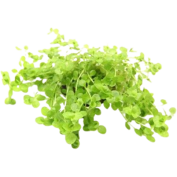 Dennerle Plants Micranthemum umbrosum - 1 Stk