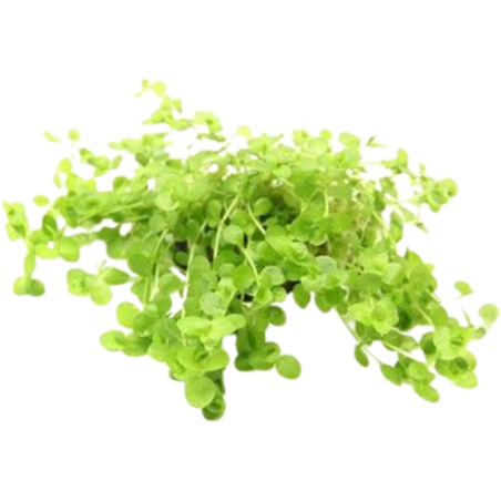 Dennerle Plants Micranthemum umbrosum - 1 Stk