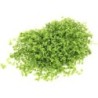 Dennerle Plants Micranthemum tweediei Montecarlo - Pad - 1 Stk