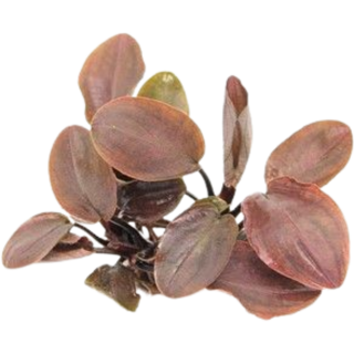 Dennerle Plants Lagenandra meeboldii Rot - 1 Stk