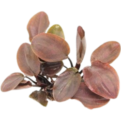 Dennerle Plants Lagenandra meeboldii Rot - 1 Stk