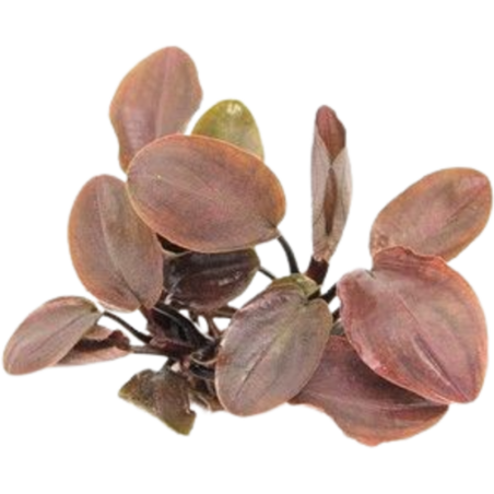 Dennerle Plants Lagenandra meeboldii Rot - 1 Stk
