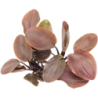 Dennerle Plants Lagenandra meeboldii Rot - 1 Stk