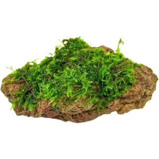 Dennerle Plants Moosstein - 1 Stk