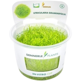 Dennerle Plants Utricularia graminifolia CUP - 1 Stk