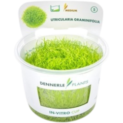 Dennerle Plants Utricularia graminifolia CUP - 1 Stk