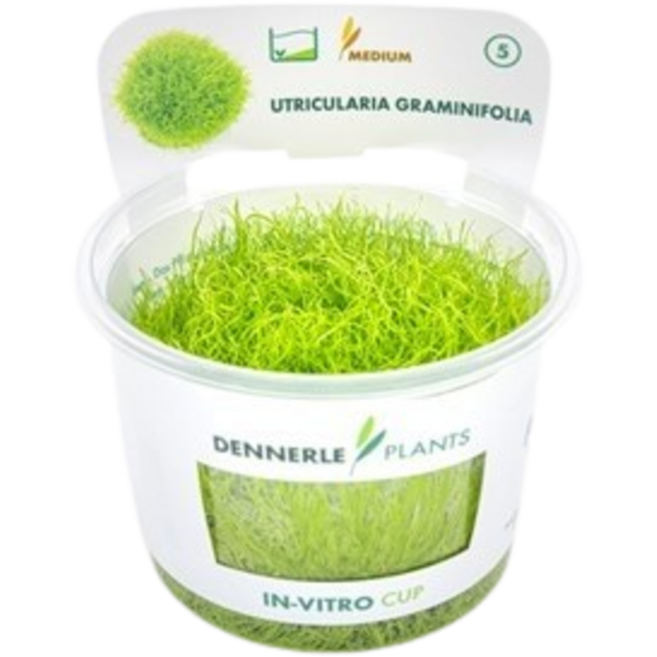 Dennerle Plants Utricularia graminifolia CUP - 1 Stk