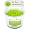 Dennerle Plants Utricularia graminifolia CUP - 1 Stk