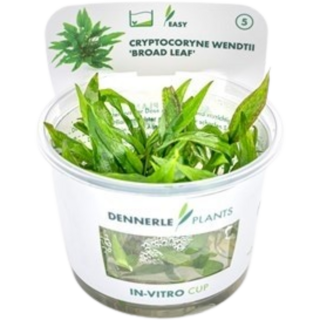 Dennerle Plants Cryptocoryne wendtii 'Broad Leaf' CUP - 1 Stk