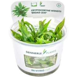 Dennerle Plants Cryptocoryne wendtii 'Broad Leaf' CUP - 1 Stk