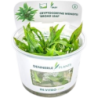 Dennerle Plants Cryptocoryne wendtii 'Broad Leaf' CUP - 1 Stk
