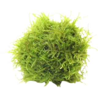 Dennerle Plants Javamoos auf Biosphere-Ball - 1 Stk