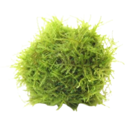 Dennerle Plants Javamoos auf Biosphere-Ball - 1 Stk