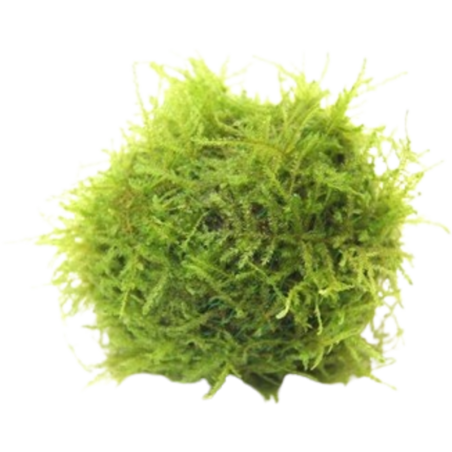 Dennerle Plants Javamoos auf Biosphere-Ball - 1 Stk