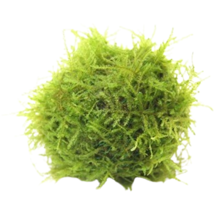 Dennerle Plants Javamoos auf Biosphere-Ball - 1 Stk