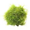 Dennerle Plants Javamoos auf Biosphere-Ball - 1 Stk
