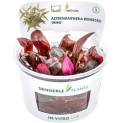 Dennerle Plants Alternanthera reineckii 'Mini' CUP - 1 Stk