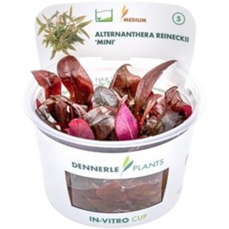 Dennerle Plants Alternanthera reineckii 'Mini' CUP - 1 Stk